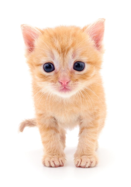 Kitten op witte achtergrond