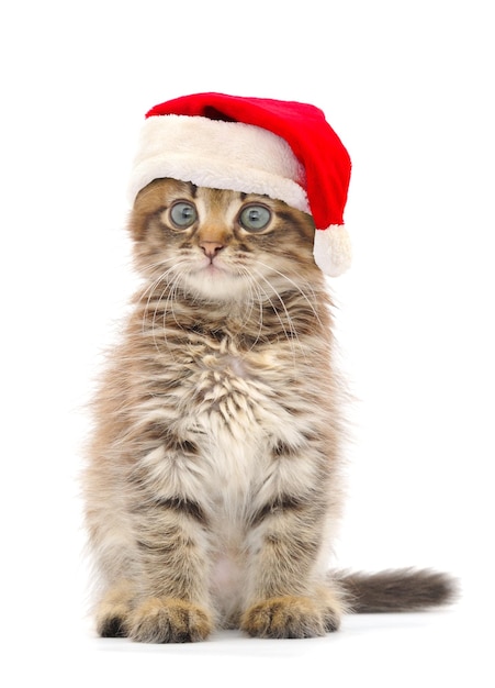 Kitten op witte achtergrond