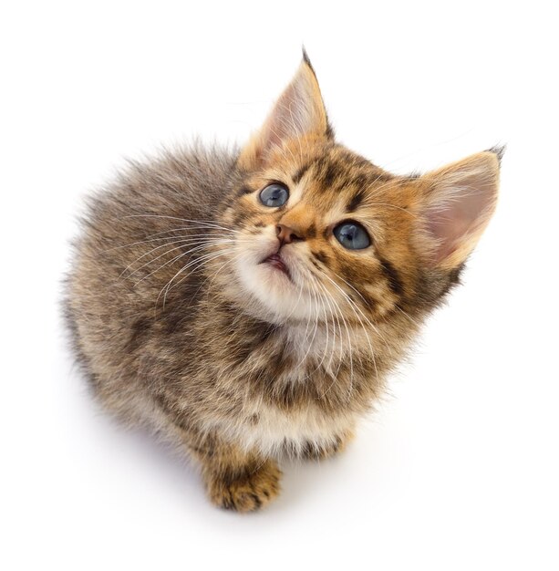 Kitten op witte achtergrond