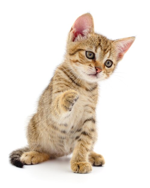 Kitten op witte achtergrond