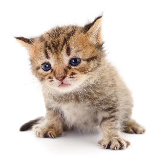 Kitten op witte achtergrond