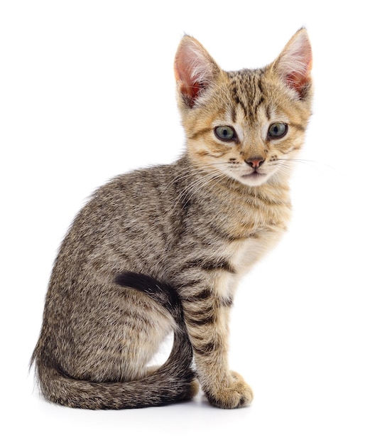Kitten op witte achtergrond