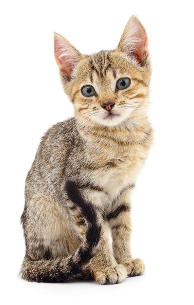 Kitten op witte achtergrond