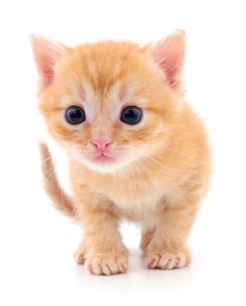 Kitten op witte achtergrond