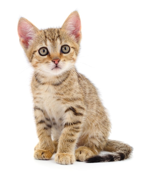 Kitten op witte achtergrond