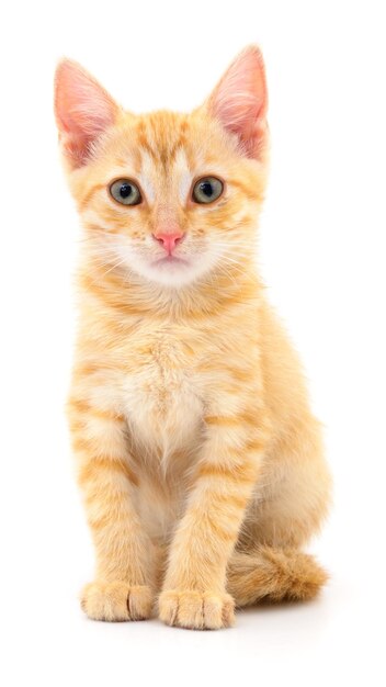 Kitten op witte achtergrond