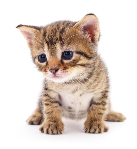 Kitten op witte achtergrond