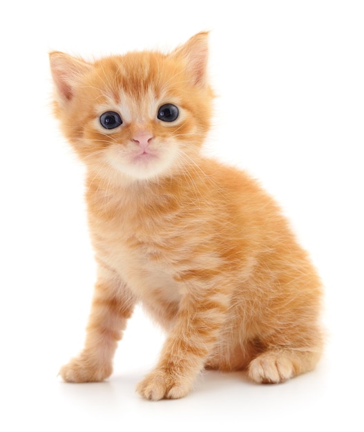 Kitten op witte achtergrond