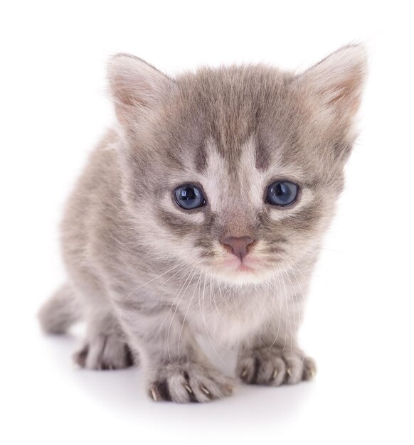 Kitten op witte achtergrond