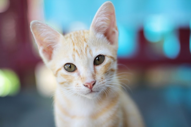 子猫のオレンジ色の縞模様の猫は、自然の日光の木製テラスでリラックス
