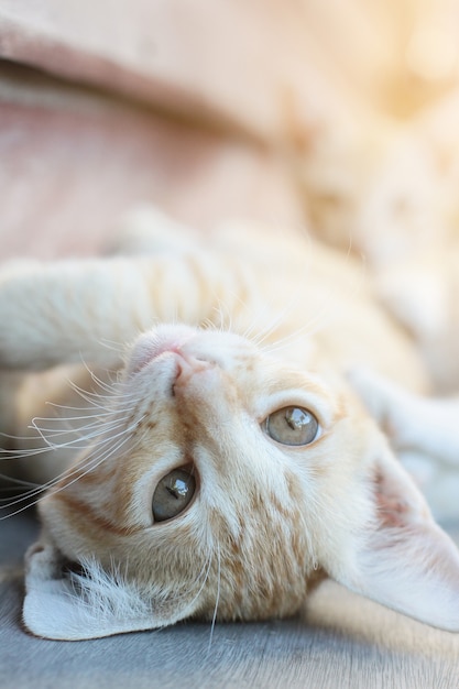 Kitten orange striped cat sleeping and relax on wooden terrace with natural sunlight