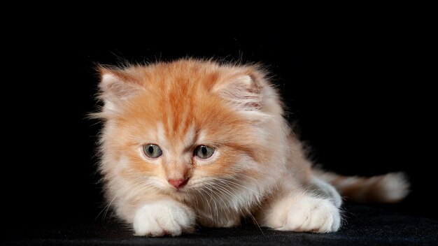 kitten of the Persian breed