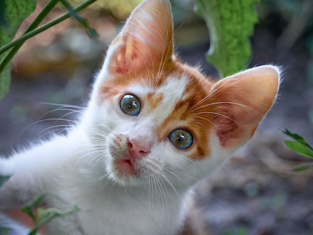 Kitten playing in the garden