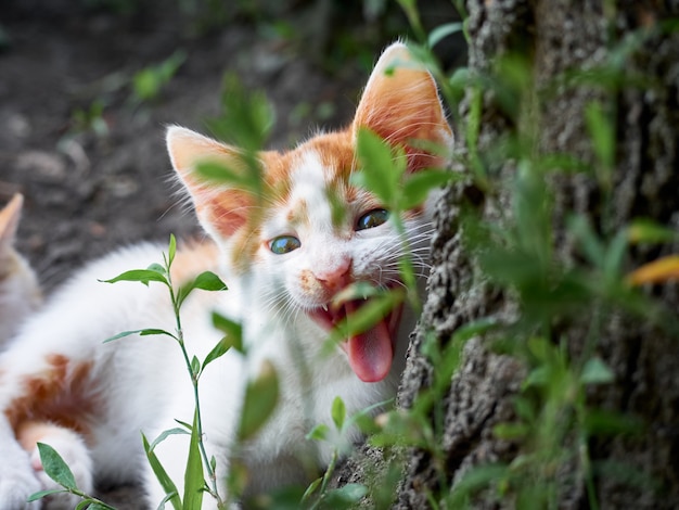 Котенок играет в саду