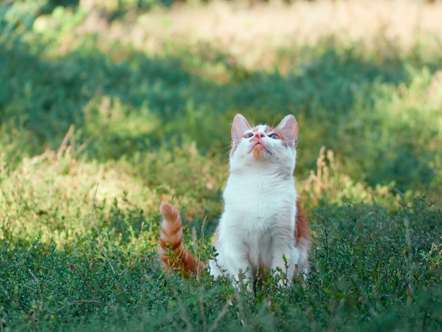 Котенок играет в саду.