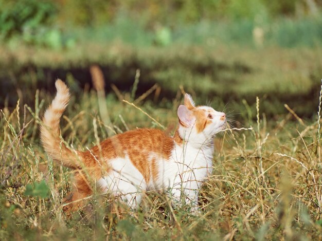 Котенок играет в траве.