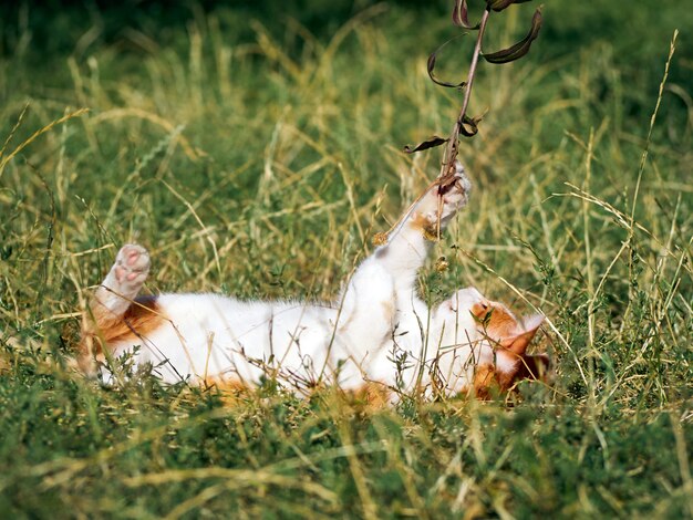 草で遊ぶ子猫