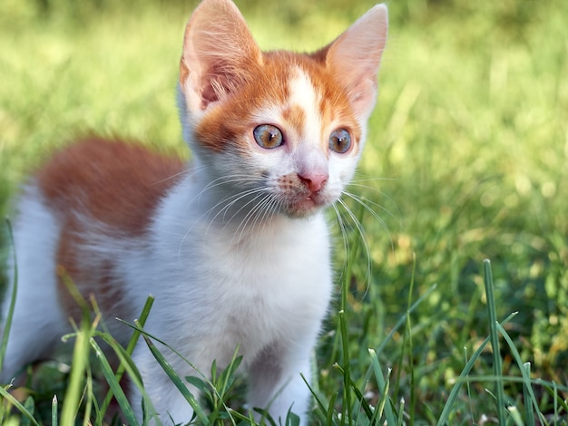 Gattino che gioca nell'erba.