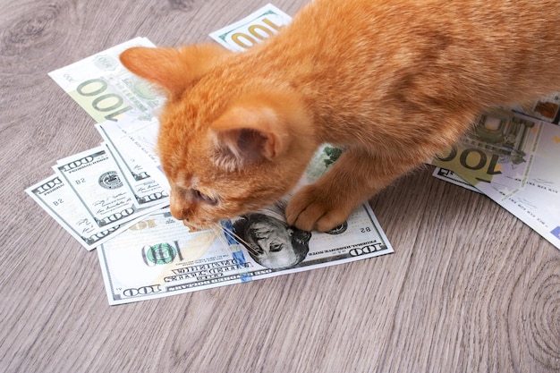 달러 지폐 더미에서 노는 새끼 고양이
