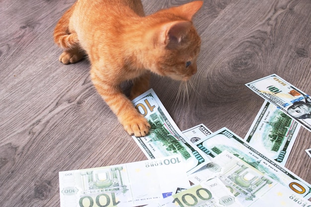 Kitten playing in a pile of dollar bills