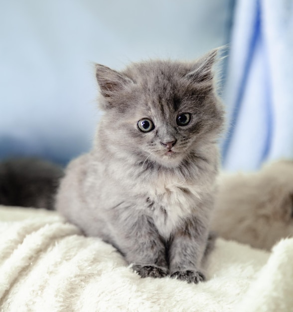 Gattino ritratto di bellissimo gattino grigio soffice gatto animale bambino gattino blu britannico con grandi occhi si siede su plaid beige e guardando a porte chiuse su sfondo blu