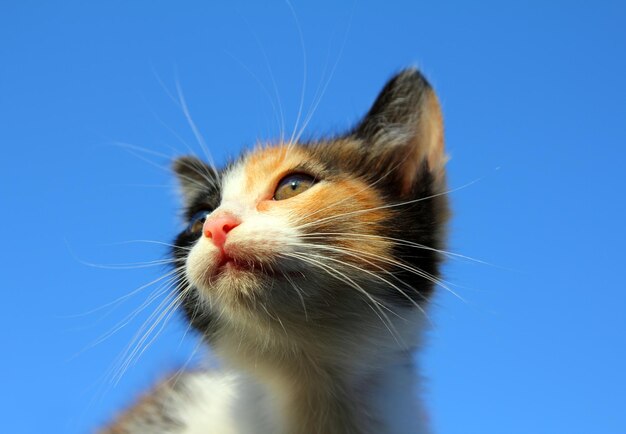 Kitten portrait under blue sky