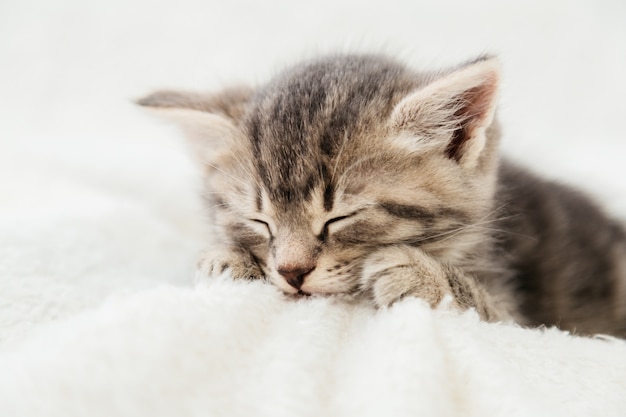 Портрет котенка с лапками. Милый полосатый котенок спит на белом пледе. Новорожденный котенок Котенок Малыш домашнее животное. Домашний питомец. Уютная домашняя зима. Крупный план.