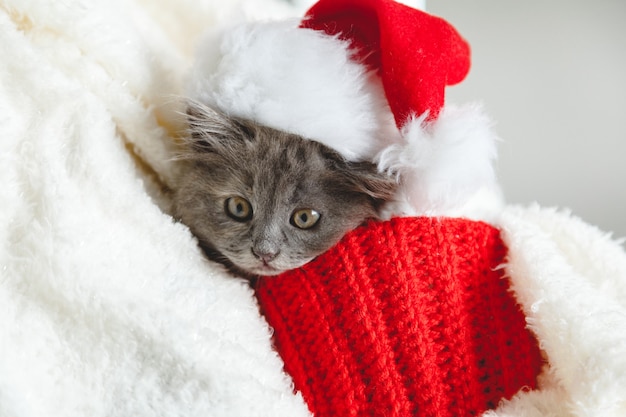 Kitten portret in kerst kerstmuts. Leuk grijs katje in wit rode plaid. Pasgeboren kitten Baby kat Kid huisdier. Huis huisdier. Gezellig huis winter Nieuwjaar. Ruimte kopiëren.