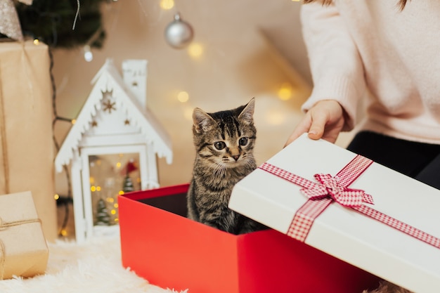 Kitten for present