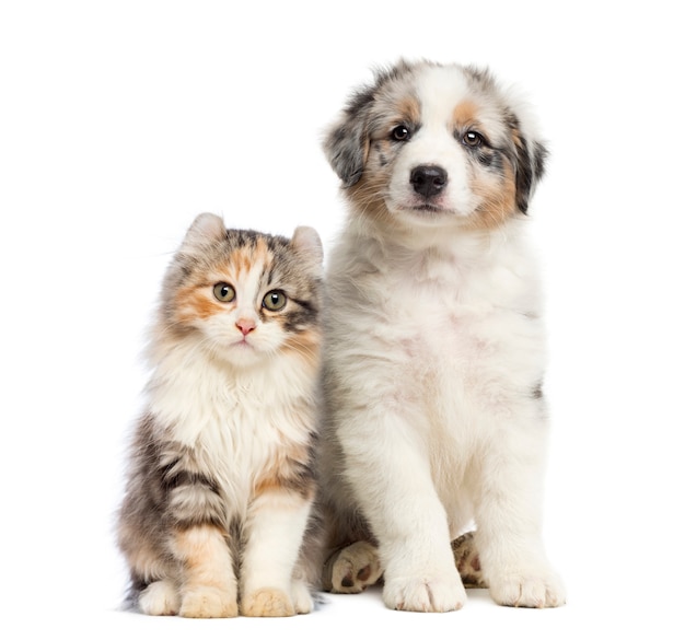 Kitten and puppy sitting isolated on white