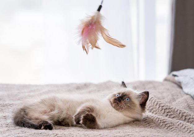 Kitten Ragdoll playing with toys