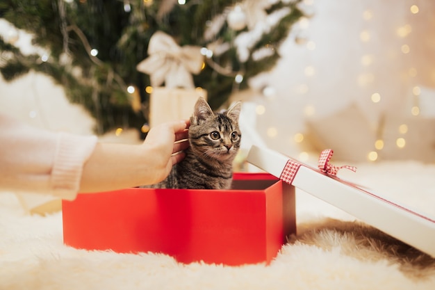 赤いギフトボックスに入った子猫。