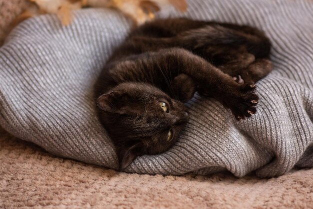 柔らかい灰色のニットの背景でリラックスした子猫