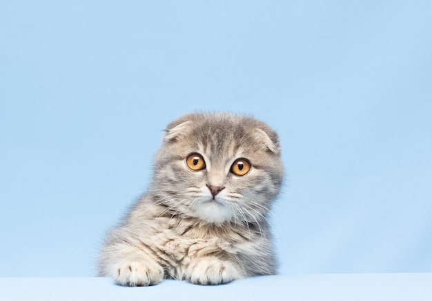 Kitten scottish fold breed