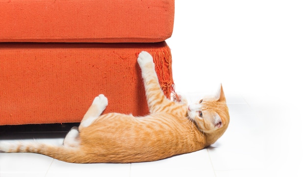 Kitten scratching fabric sofa