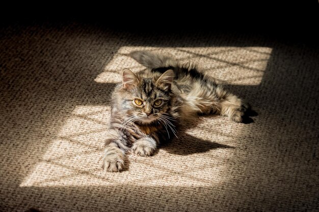 kitten in the shadows