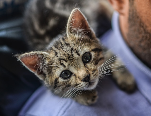 Kitten on a shoulder