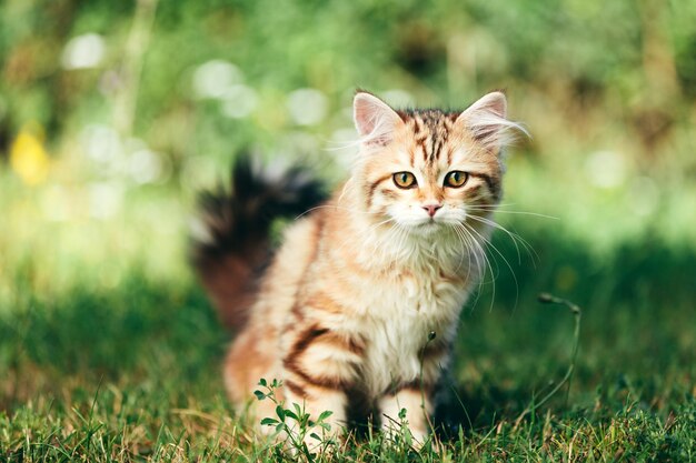 A kitten Siberian cat portrait in grass