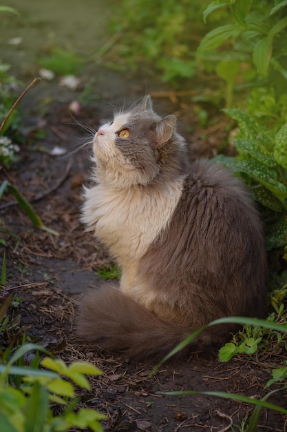 Kitten sits in blossoming flowers in a garden Cat resting outdoors in summer Bright photo of a cat in a garden