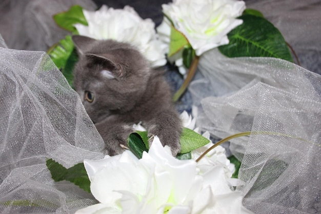 Photo a kitten sits in front of a bunch of flowers