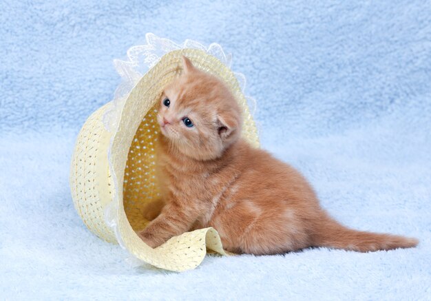 Kitten sits in a straw hat