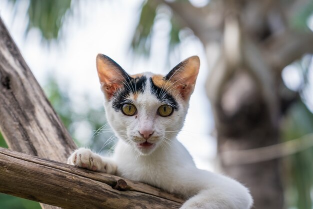 Kitten sits on a wood branch in the garden