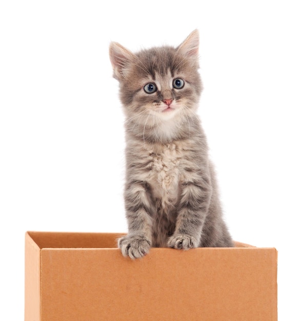 Kitten sitting in box