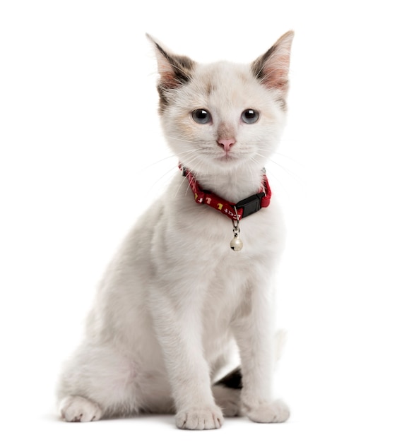 Kitten sitting in front of a white wall