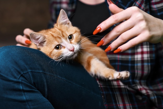 Kitten sitting on hands at the girl