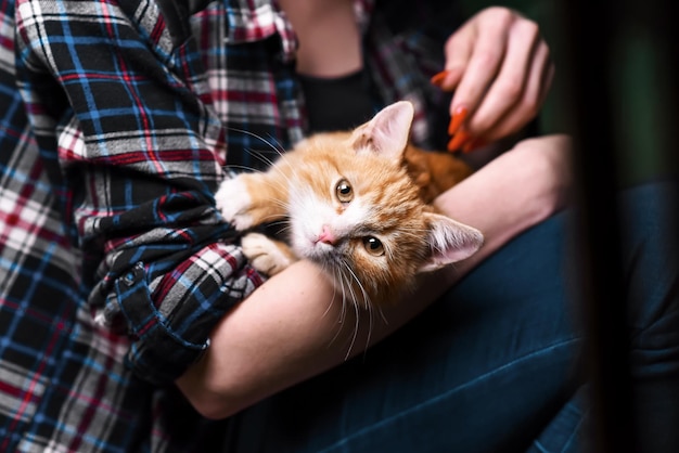 Kitten sitting on hands at the girl