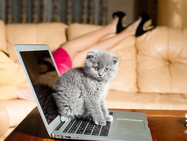 Kitten sitting on laptop