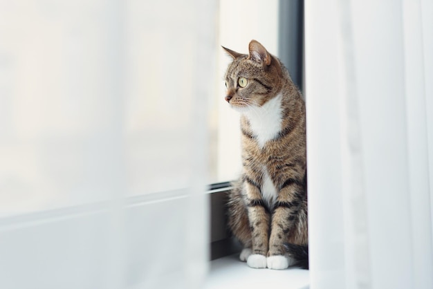 새끼 고양이 창턱에 앉아서 커튼을 찾고