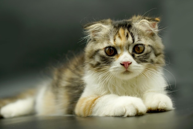 Photo kitten sleeping on the floor