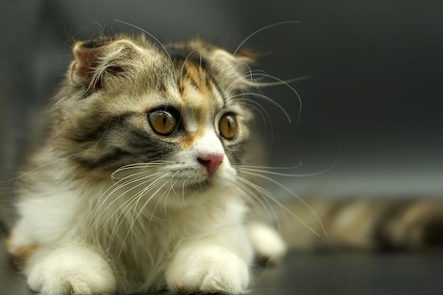 Kitten sleeping on the floor